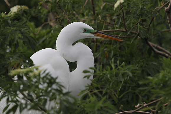 Great Egret