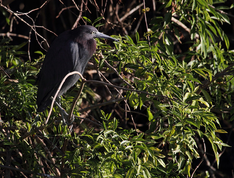 Little Blue Heron