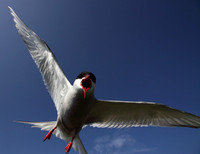 Arctic Tern attack