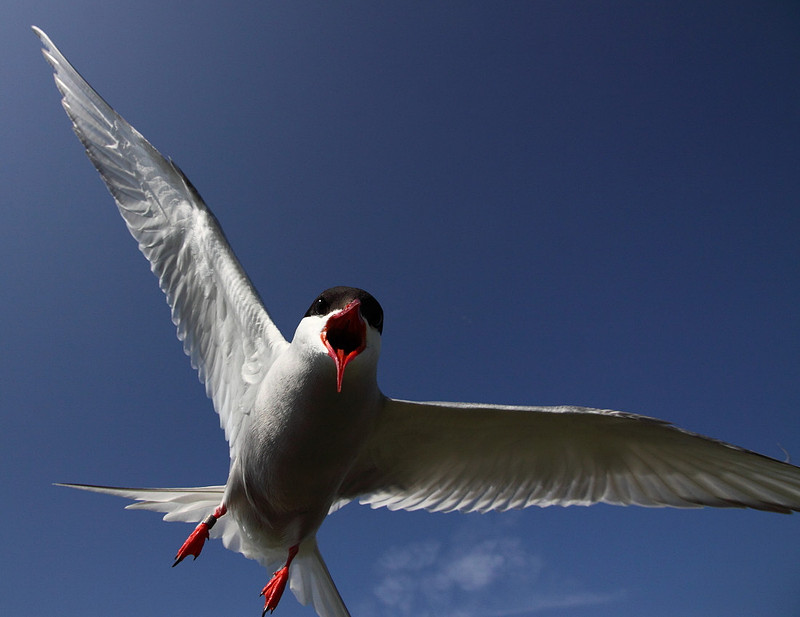 Arctic Tern attack