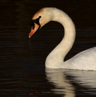 Mute Swan