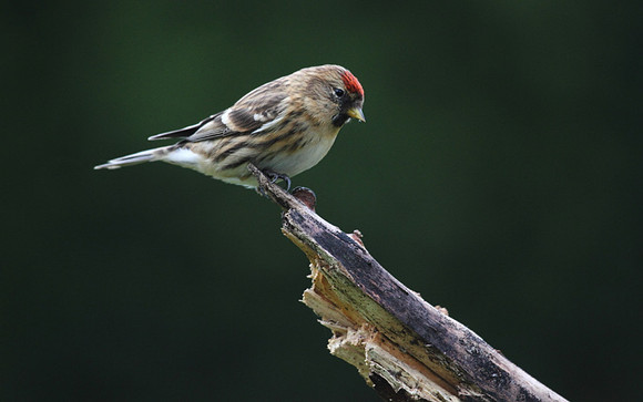 Redpoll