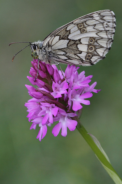 Marbled White