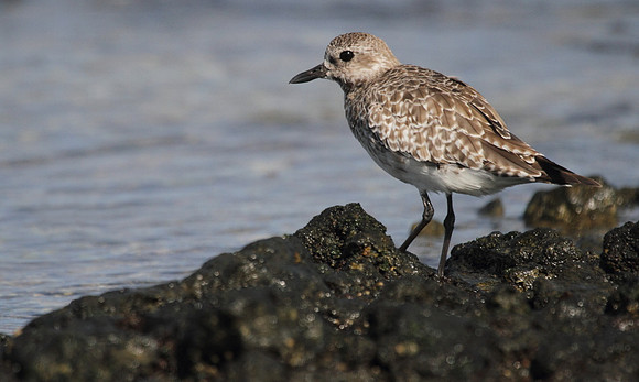 Grey Plover