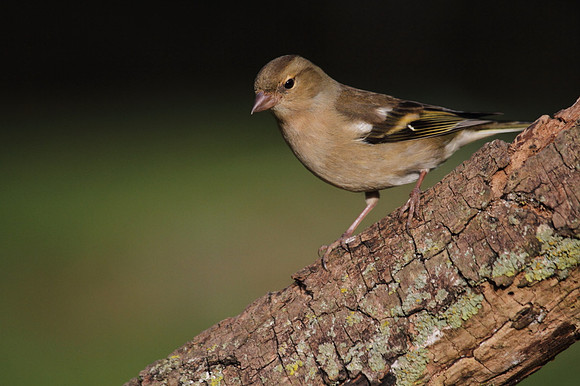 Female Chaffinch