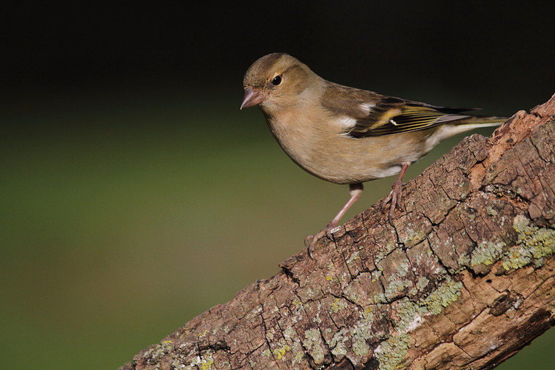 Female Chaffinch