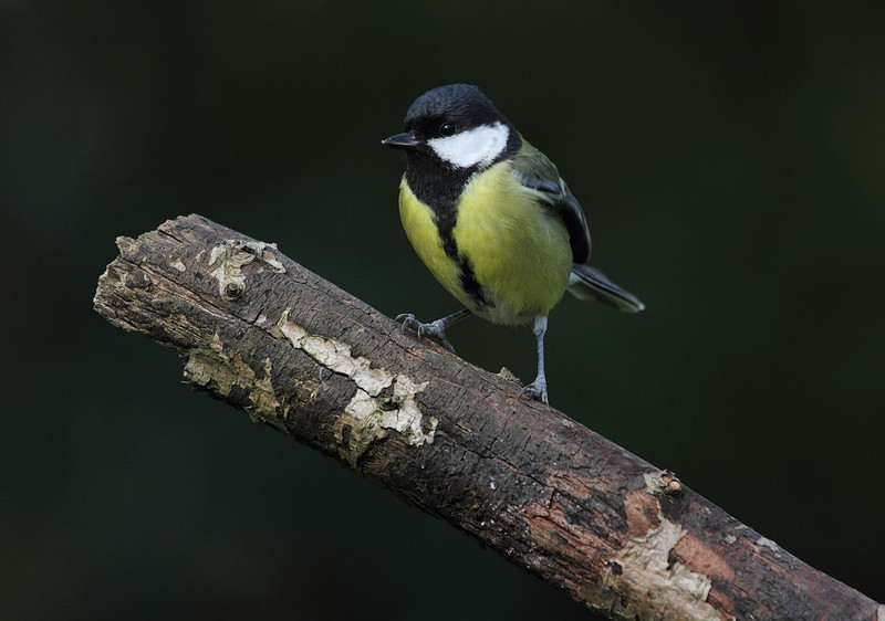 Great Tit