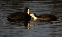 Coot with young