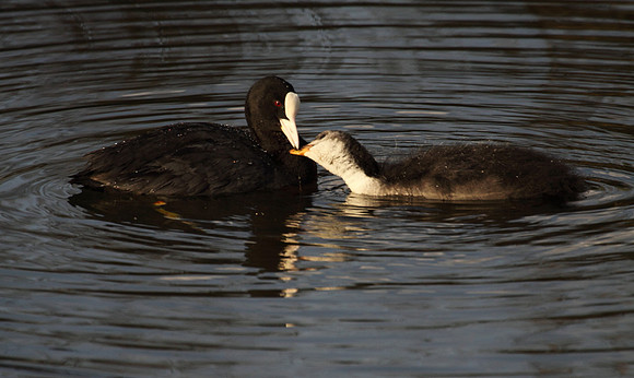 Coot with young
