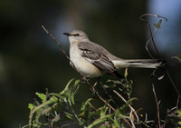Northern Mocking Bird