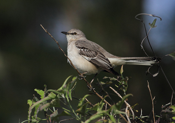 Northern Mocking Bird