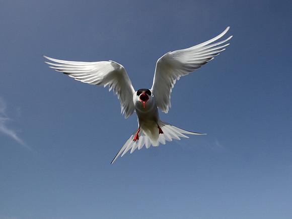Arctic Tern in flight
