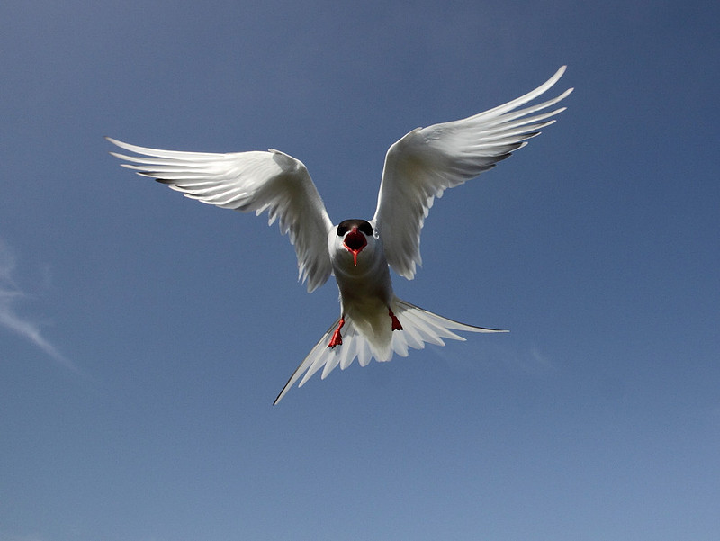Arctic Tern in flight