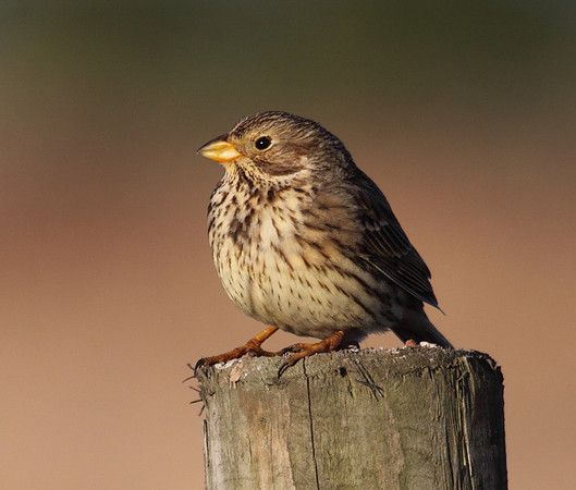 Corn Bunting