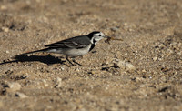 Pied Wagtail with Prey