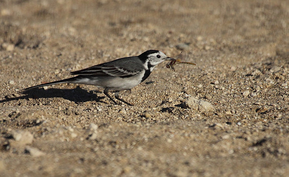 Pied Wagtail with Prey