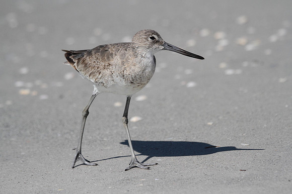 Willet