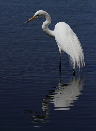 Great Egret