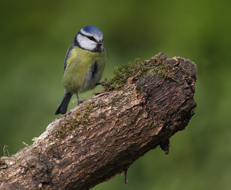 Blue Tit