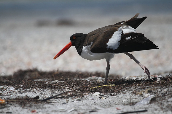 American Oystercatcher