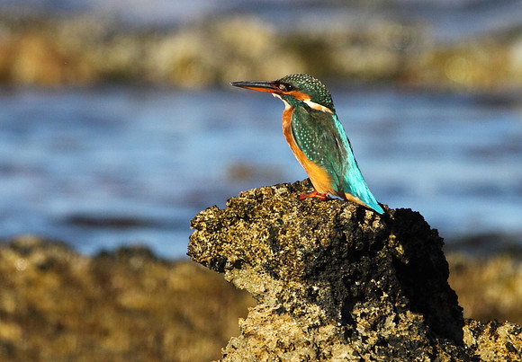 Female Kingfisher
