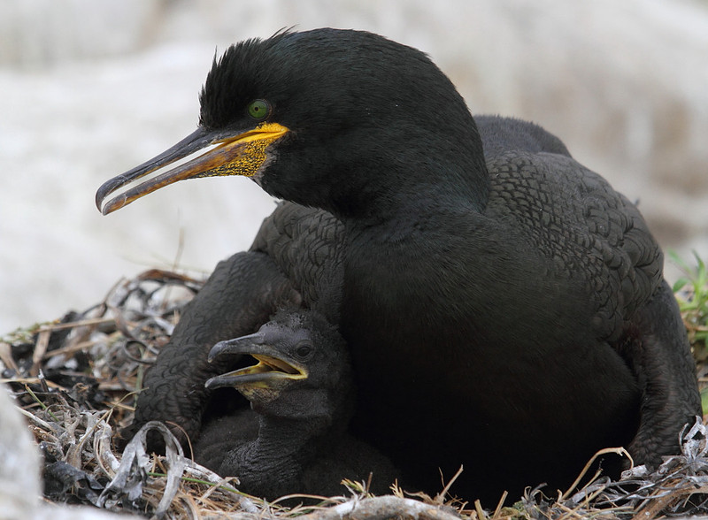Shag with chick
