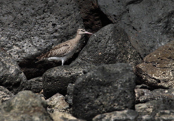 Whimbrel