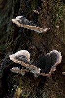 Many Zoned Polypore