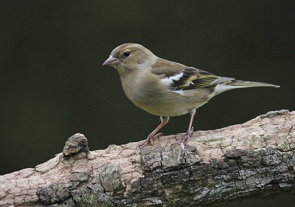 Female Chaffinch