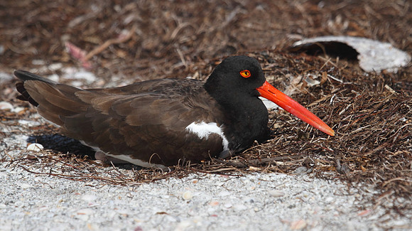 American Oystercatcher