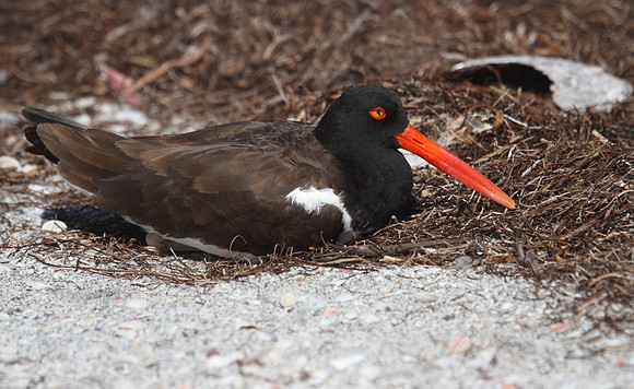 American Oystercatcher