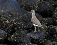 Common Sandpiper