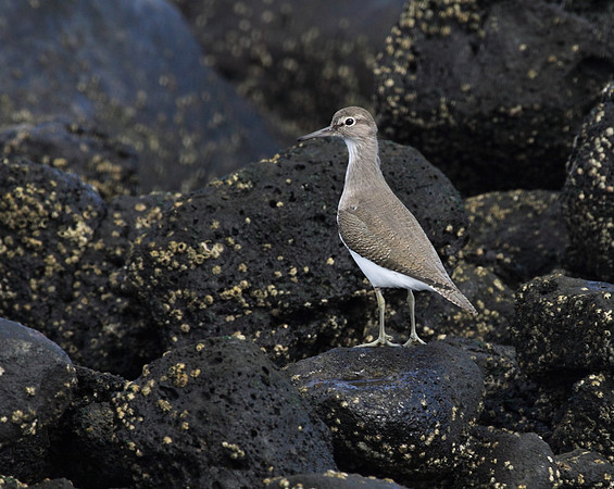 Common Sandpiper