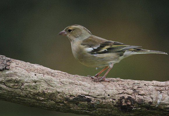 Female Chaffinch