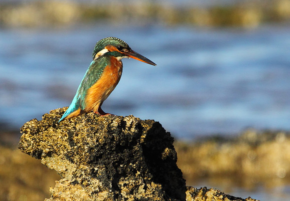 Female Kingfisher