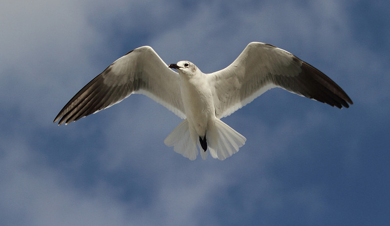 Laughing Gull
