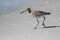 Willet