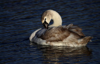 Mute Swan