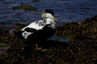 Male Eider