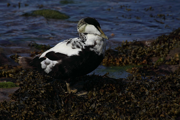 Male Eider