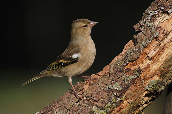 Female Chaffinch