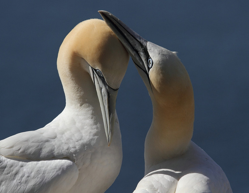 Gannets sparring