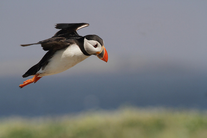 Puffin in Flight