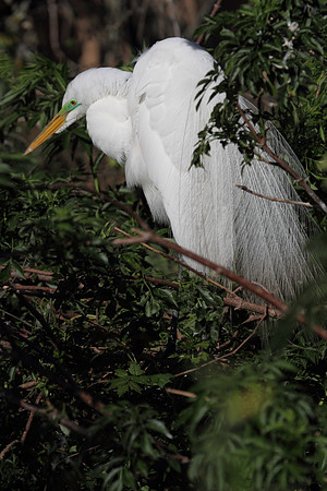 Great Egret