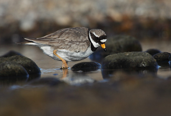 Ringed Plover