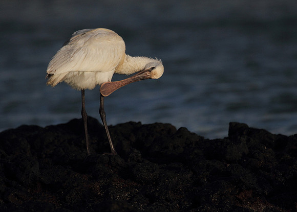 Spoonbill preening