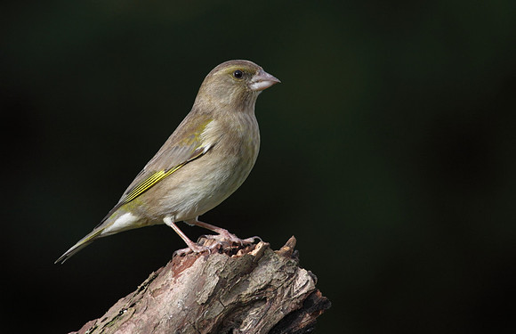 Female Greenfinch