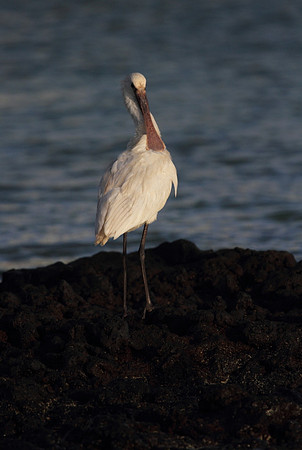 Spoonbill preening