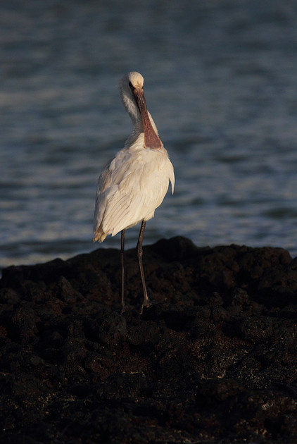 Spoonbill preening