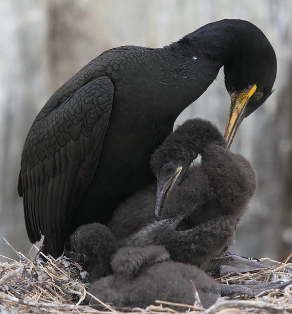 Shag preening chicks